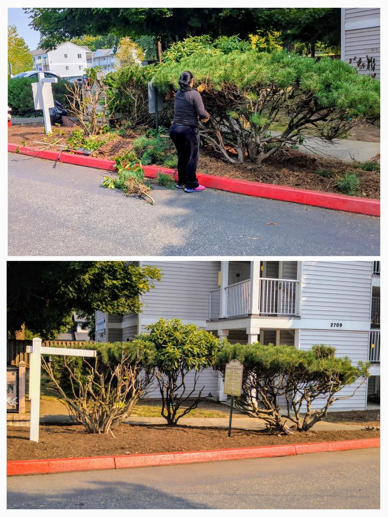 Before and after: Shrub trimming at the community entrance at Maple Glen Condo in Bellingham, WA