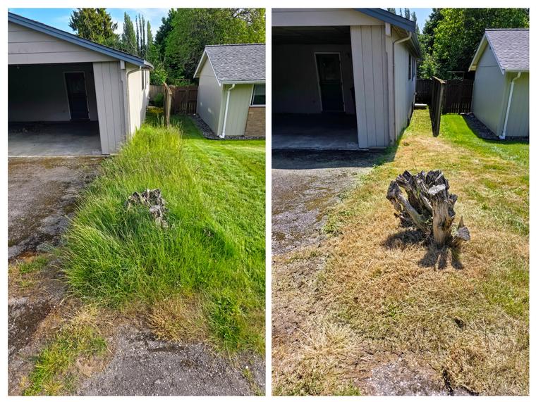 Before and after: Side yard with old stump - overgrowth cut at Birch Bay Village in Blaine, WA