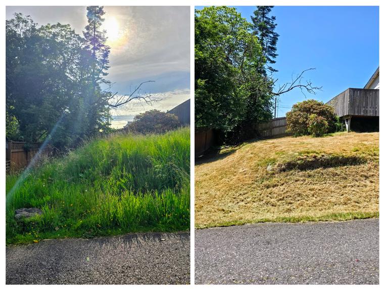 Before and after: Hillside lawn - tall grass mowed at Birch Bay Village in Blaine, WA