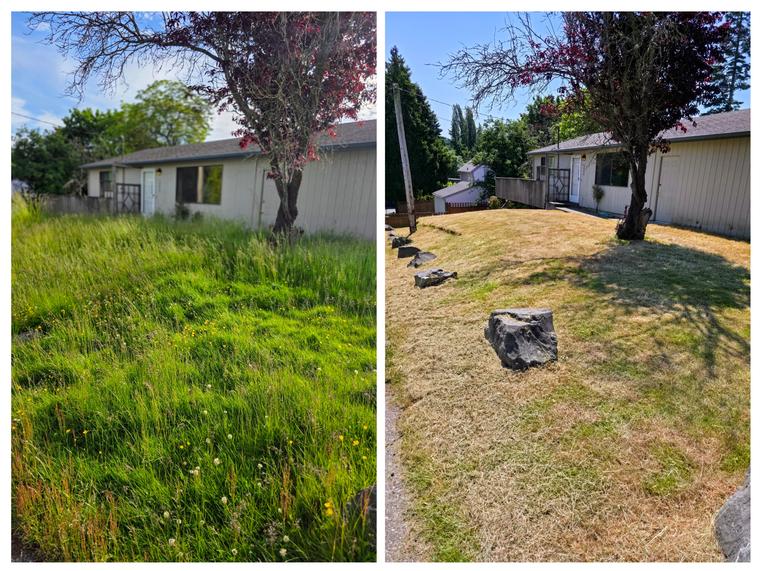 Before and after: Front yard - tall grass cut and tidied at Birch Bay Village in Blaine, WA