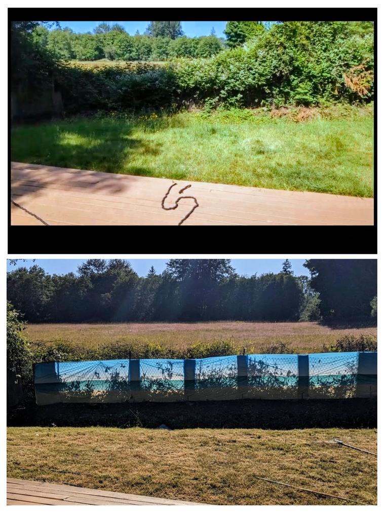 Before and after: Backyard lawn - mowed and refreshed at Birch Bay Village in Blaine, WA