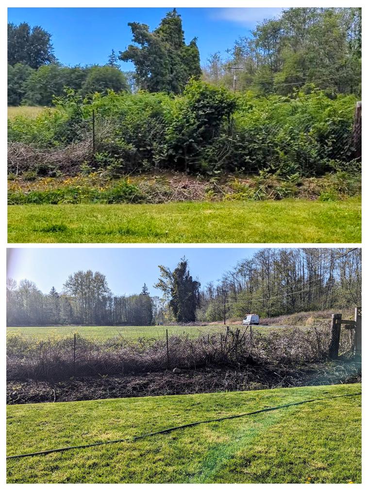 Before and after: Blackberry and brush - cleared along the fence line at Birch Bay Village in Blaine, WA