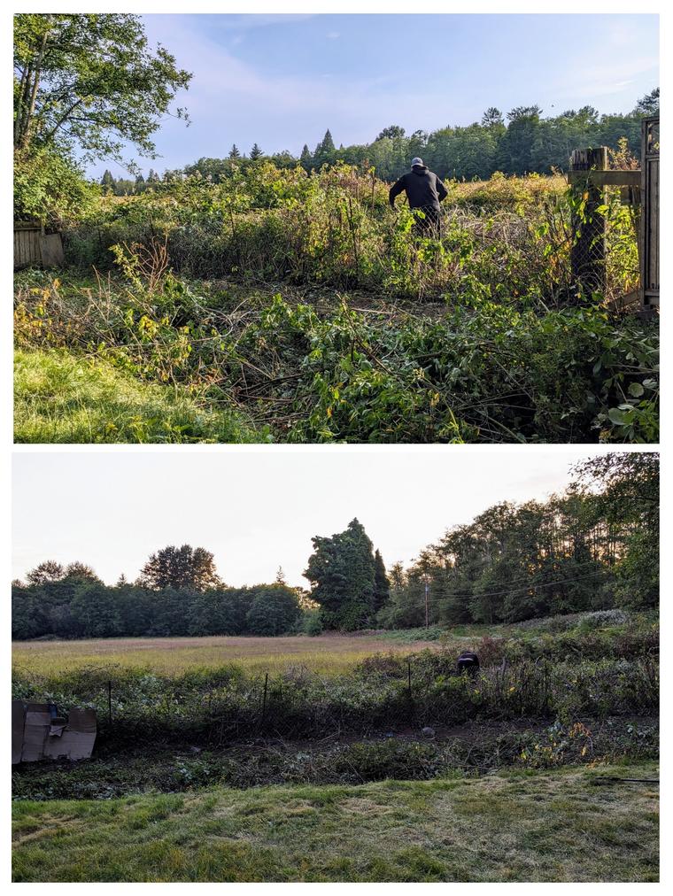 Before and after: Fence-line brush - cut back and hauled away at Birch Bay Village in Blaine, WA