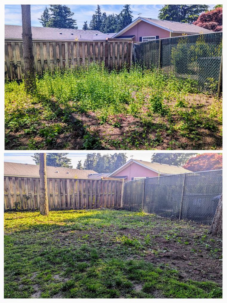 Before and after: Weed overgrowth - cleared to the ground at Birch Bay Village in Blaine, WA
