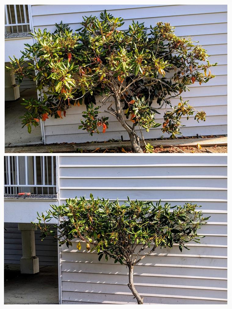 Before and after: Rhododendron - shaped and thinned at Maple Glen Condo in Bellingham, WA