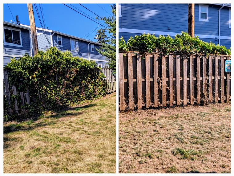 Before and after: English ivy - stripped from the fence at Maple Glen Condo in Bellingham, WA