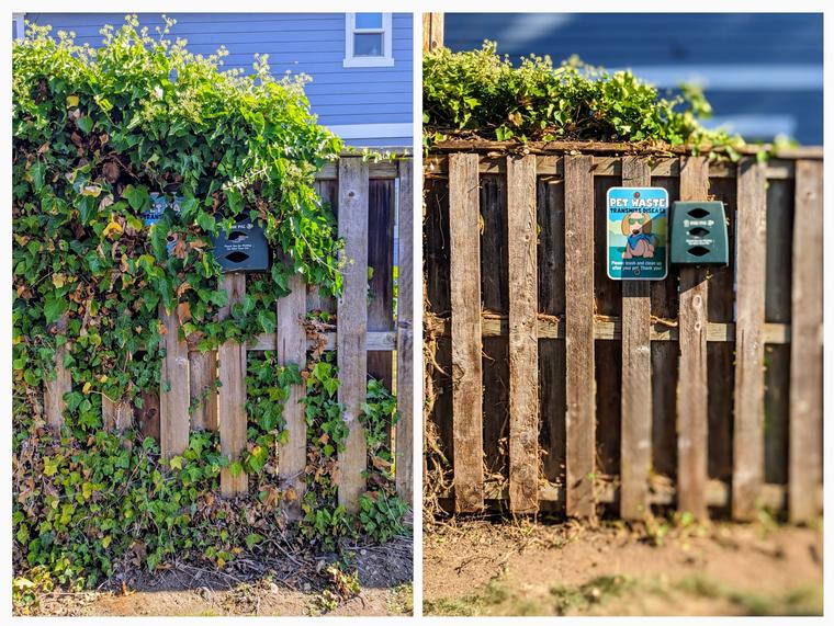 Before and after: Ivy removal - pet waste station uncovered at Maple Glen Condo in Bellingham, WA