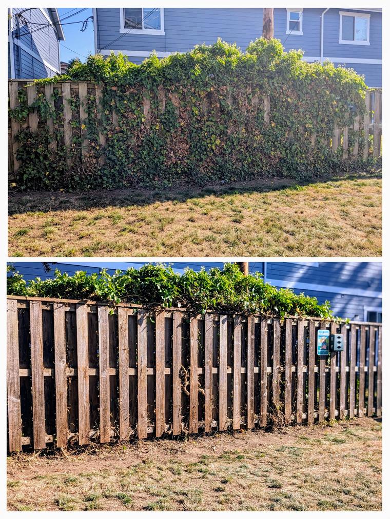 Before and after: Full fence line - ivy completely removed at Maple Glen Condo in Bellingham, WA